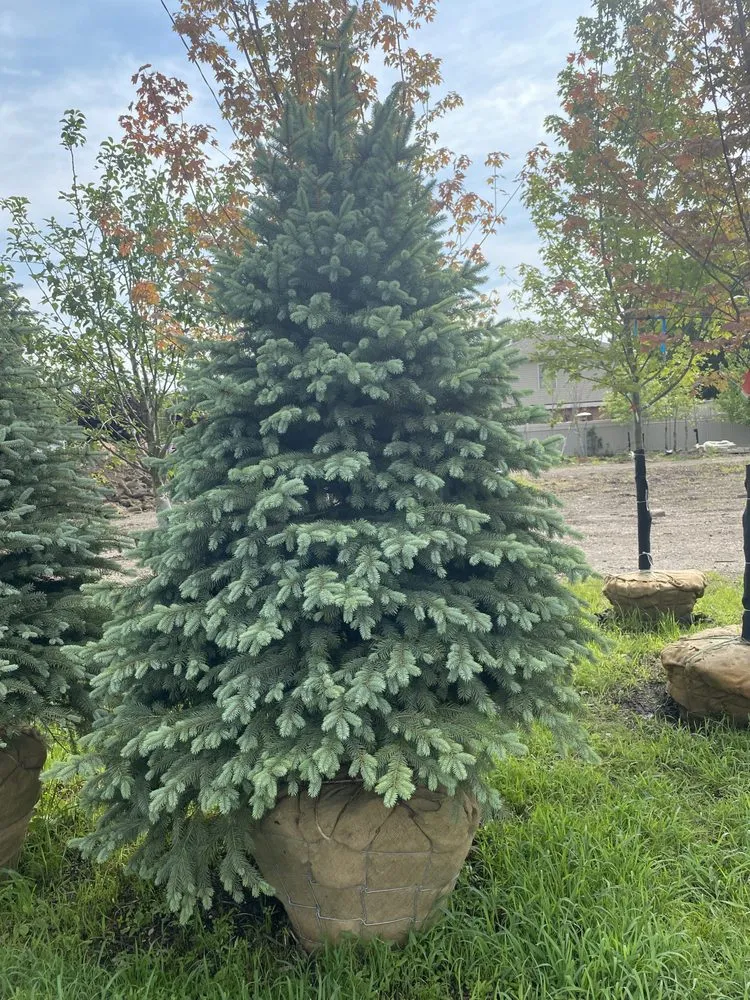 Reliable lawn mowing service in Hammond, IN - Quality Lawn Care