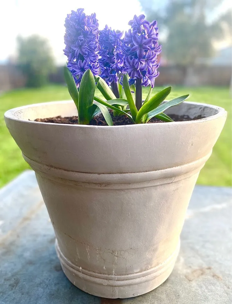 Local yard cleanup service in Madera, CA by Quality Lawn Care