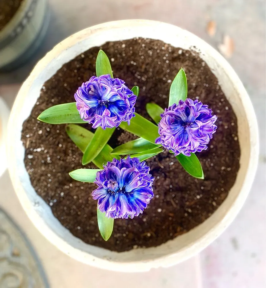 Reliable yard maintenance in Madera, CA - Quality Lawn Care