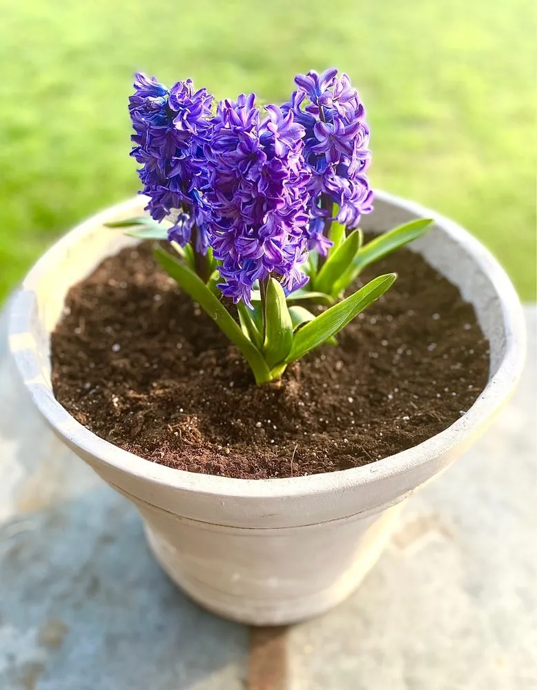 Affordable garden landscaping experts serving Madera, CA - Quality Lawn Care