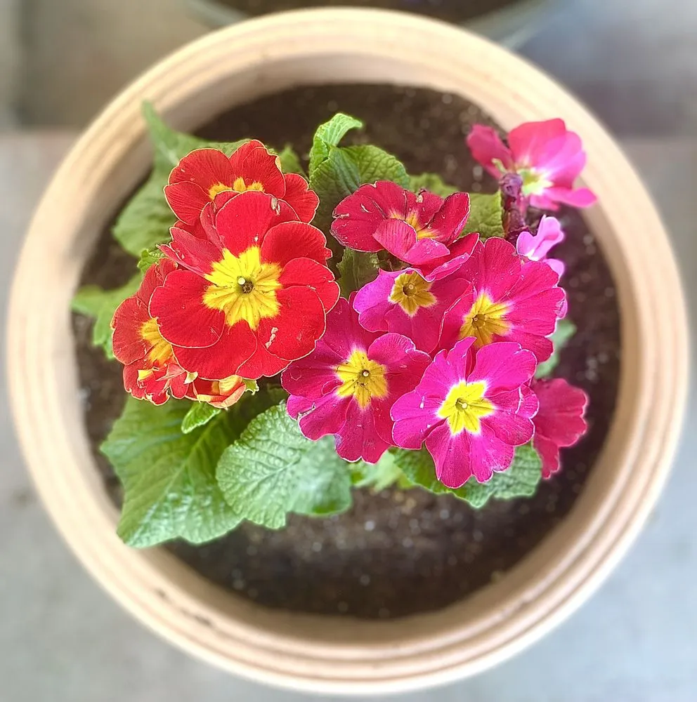 Local landscaping services experts serving Madera, CA - Quality Lawn Care