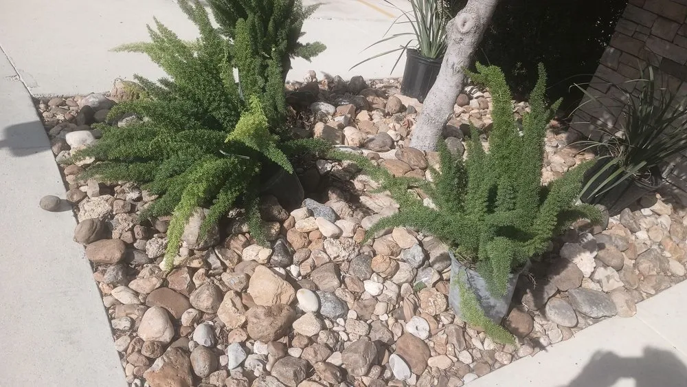 Local lawn care service in San Antonio, TX - Quality Lawn Care Services