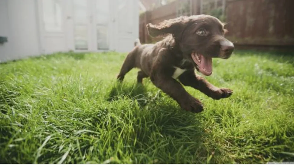 Expert landscape installation for beautiful yards in Wilson, NC by Quality Lawn Care Services