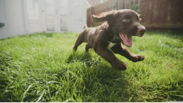 Quality Lawn Care Services Logo