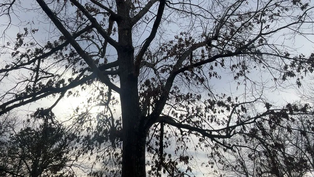 Local landscaping services for outdoor upgrades in Cherokee Village, AR by Quality Lawncare and Handyman Services