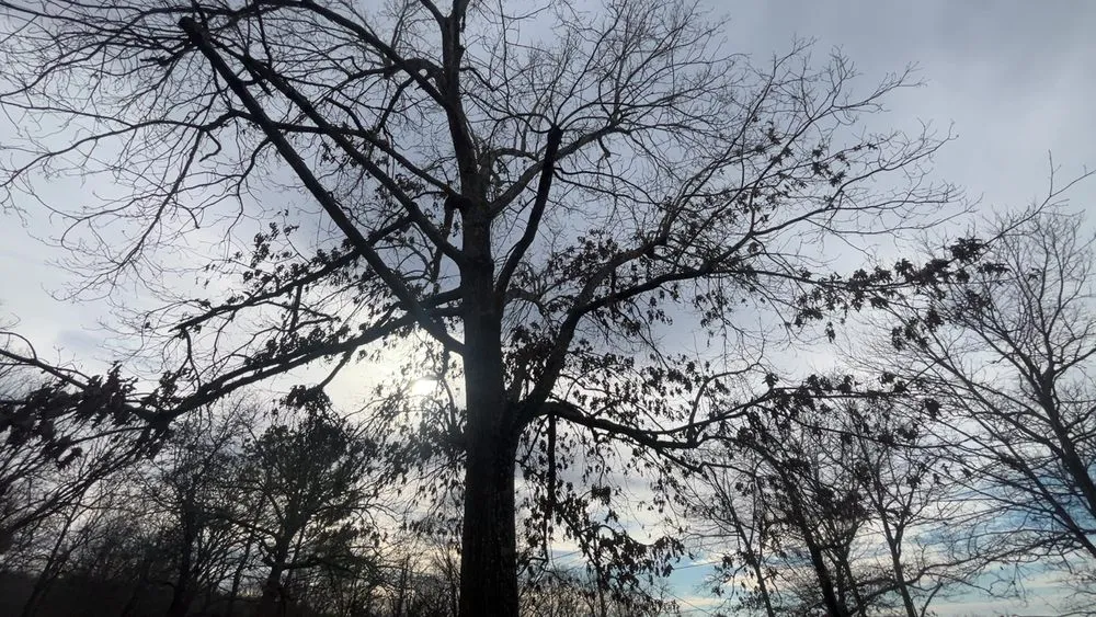 Top-rated landscaping services in Cherokee Village, AR - Quality Lawncare and Handyman Services