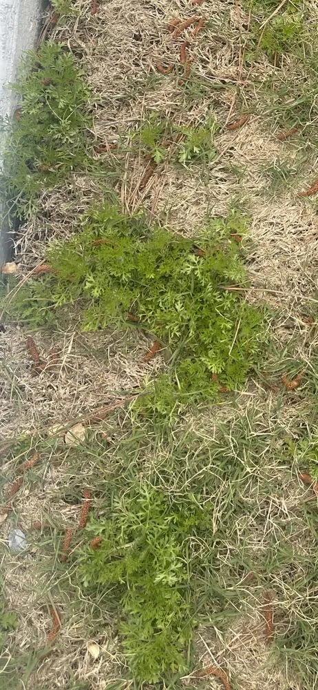 Expert landscape design in Rome, GA by Quality Lawncare