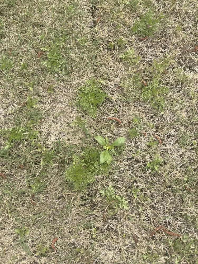 Local residential landscaping in Rome, GA - Quality Lawncare