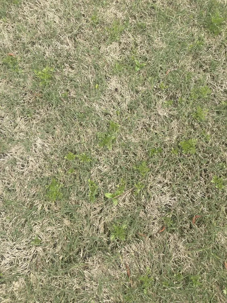 Affordable outdoor landscaping for residential properties in Rome, GA by Quality Lawncare