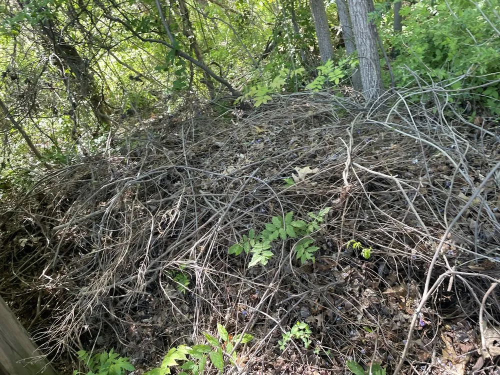 Professional lawn care service for year-round maintenance across Richmond, VA - Quality Preservation