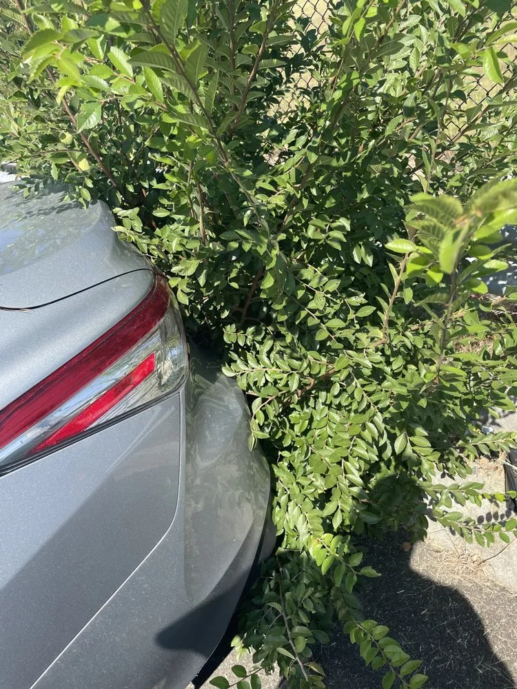 Custom lawn care service for outdoor upgrades across Richmond, VA - Quality Preservation