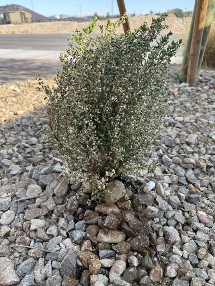 Reliable garden landscaping in Las Vegas, NV by Quality Roots