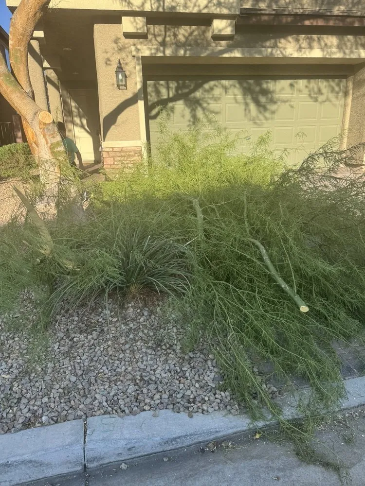 Trusted outdoor landscaping in Las Vegas, NV by Quality Roots