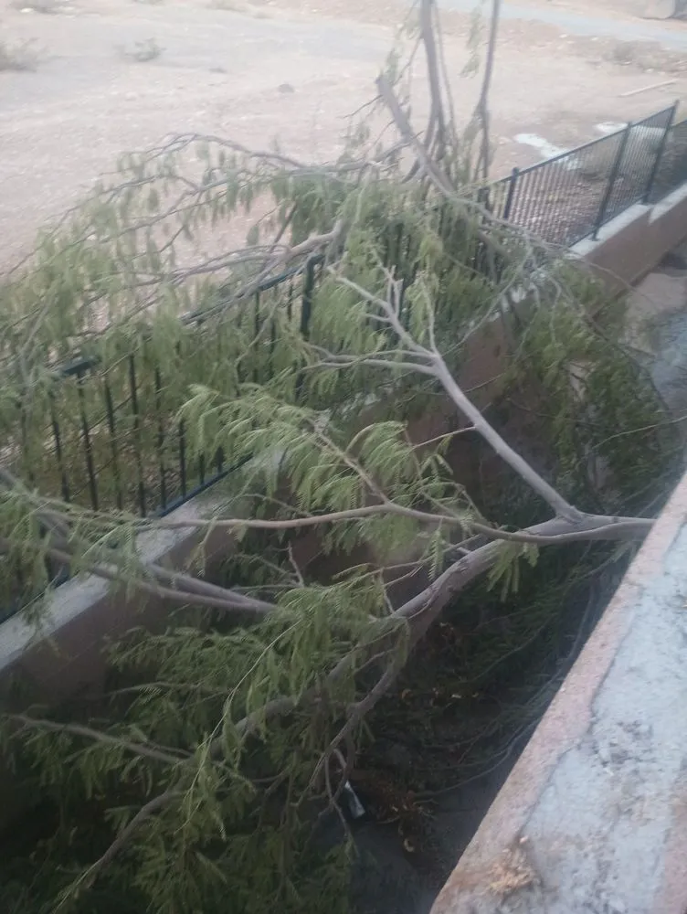 Professional landscaping services experts serving Las Vegas, NV - Quality Roots