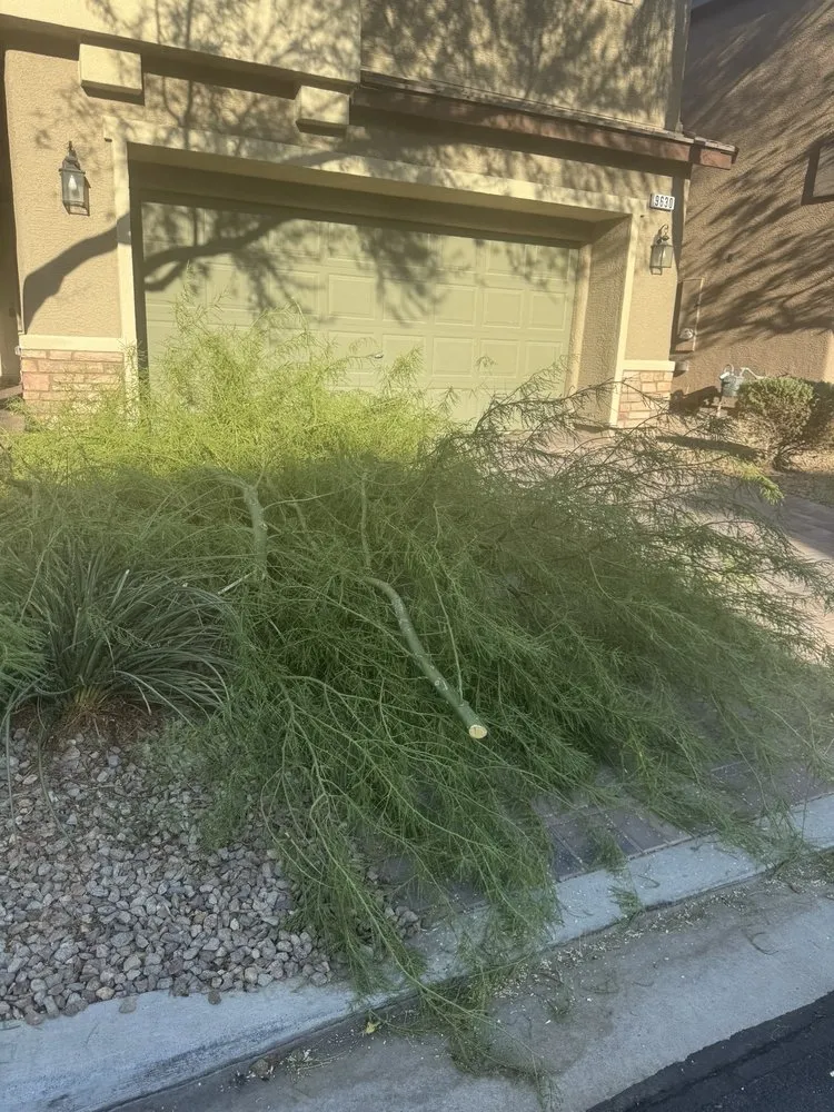 Local residential landscaping in Las Vegas, NV by Quality Roots