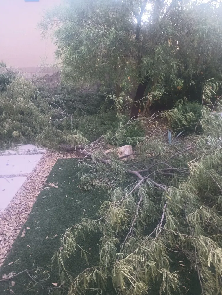 Local yard maintenance for beautiful yards across Las Vegas, NV - Quality Roots