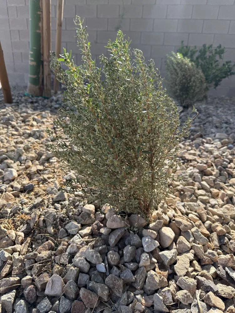 Trusted yard cleanup service in Las Vegas, NV by Quality Roots