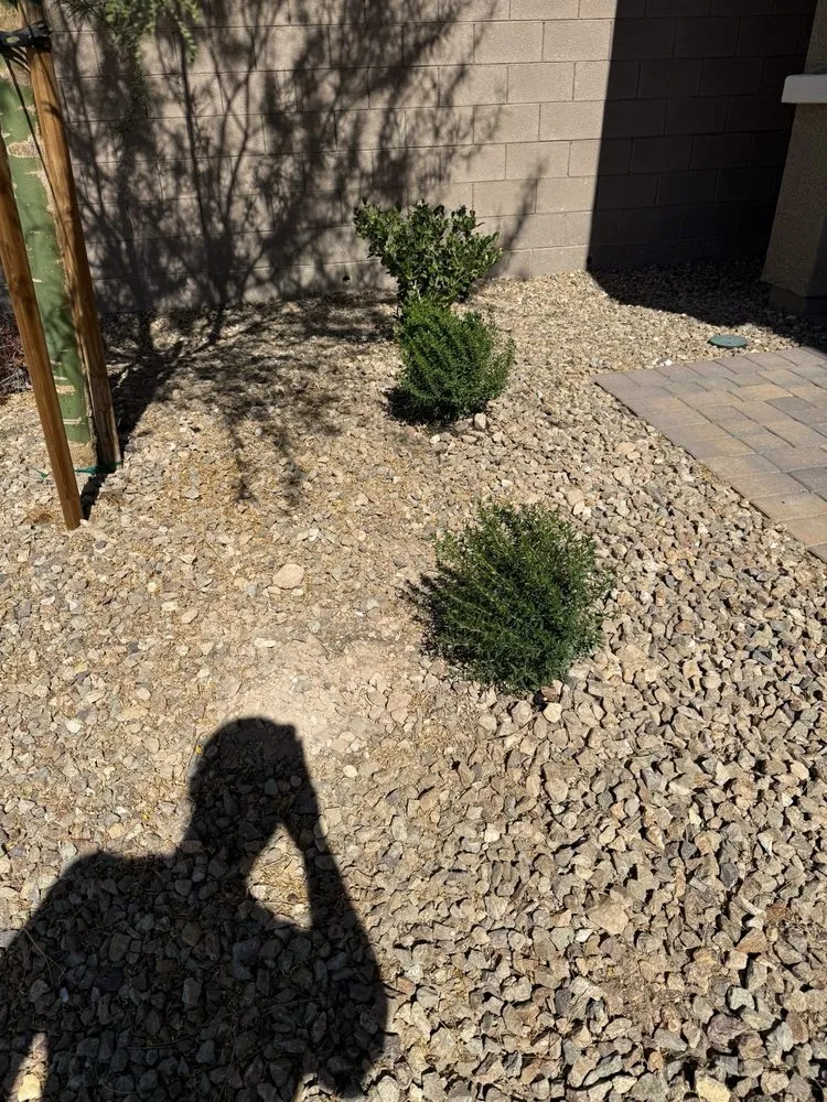 Professional yard cleanup service experts serving Las Vegas, NV - Quality Roots