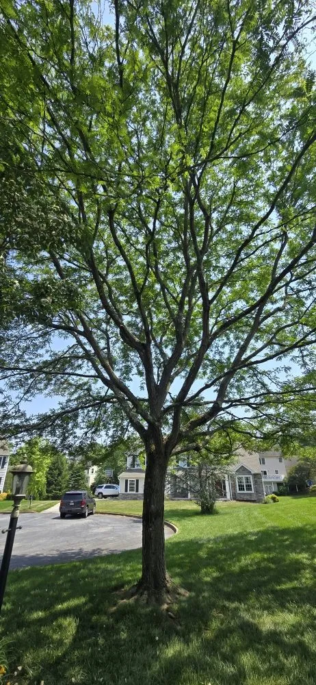 Local residential landscaping in UPPR CHICHSTR, PA - Quality R&S Tree Service and landscape
