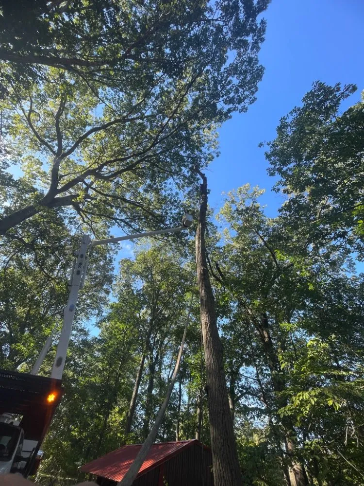 Reliable yard cleanup service for outdoor upgrades across UPPR CHICHSTR, PA - Quality R&S Tree Service and landscape