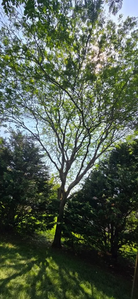 Top-rated yard maintenance for outdoor upgrades across UPPR CHICHSTR, PA - Quality R&S Tree Service and landscape