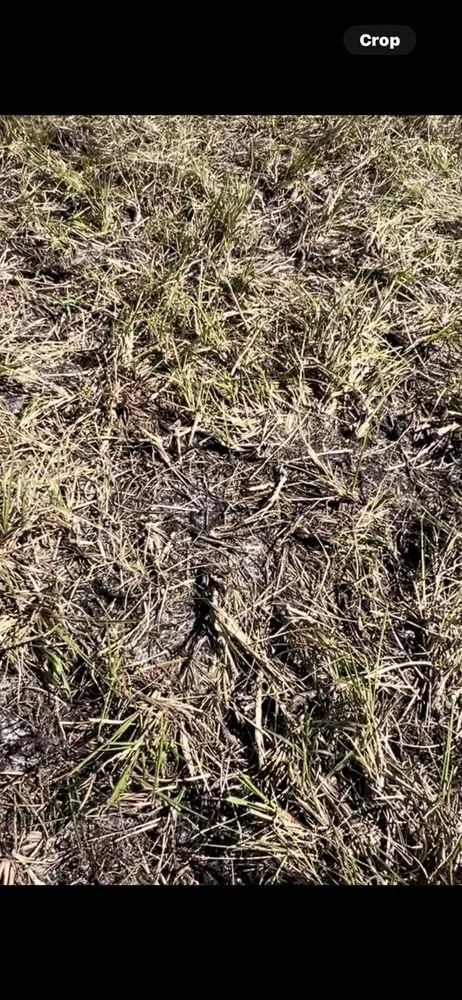 Trusted yard cleanup service experts serving Spring Hill, FL - Quality Sod & Landscape Solutions