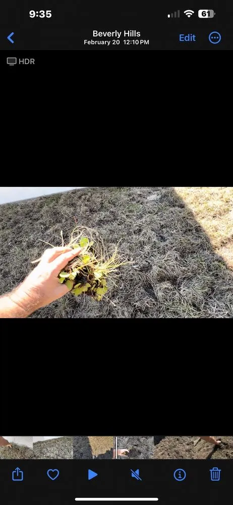 Professional garden landscaping for year-round maintenance across Spring Hill, FL - Quality Sod & Landscape Solutions