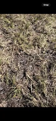 Quality Sod & Landscape Solutions Logo