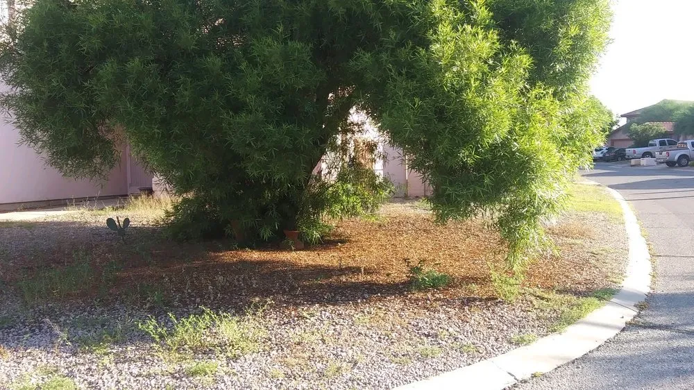 Local yard cleanup service in Tucson, AZ - Quality Touch Landscaping