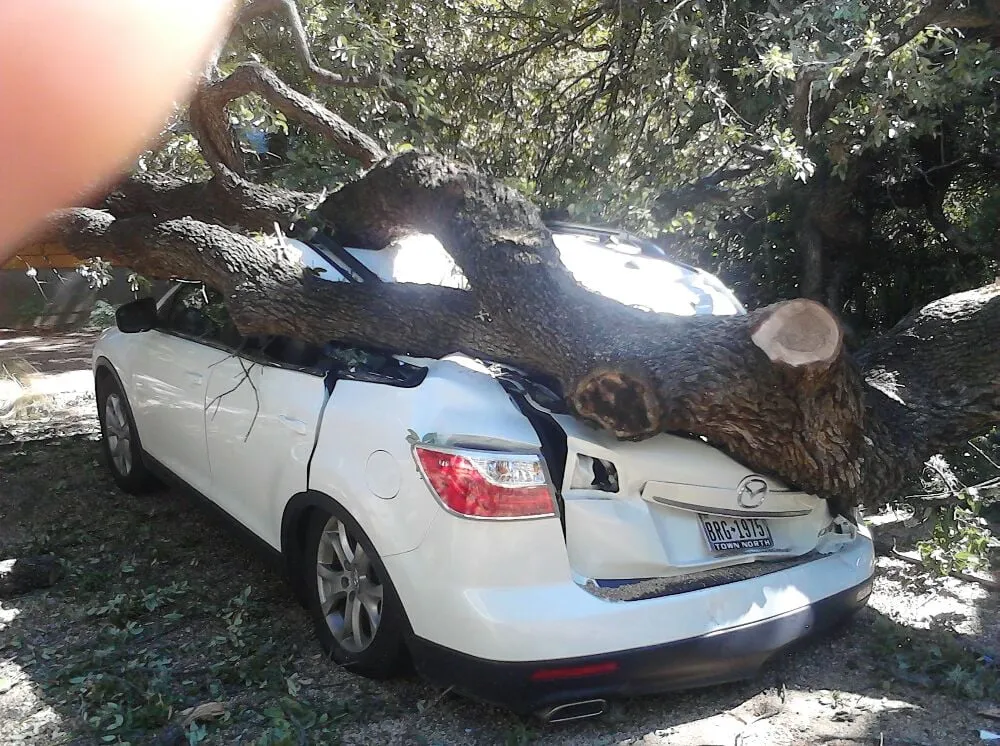 Trusted lawn care service in Leander, TX by Quality Tree and Lawn