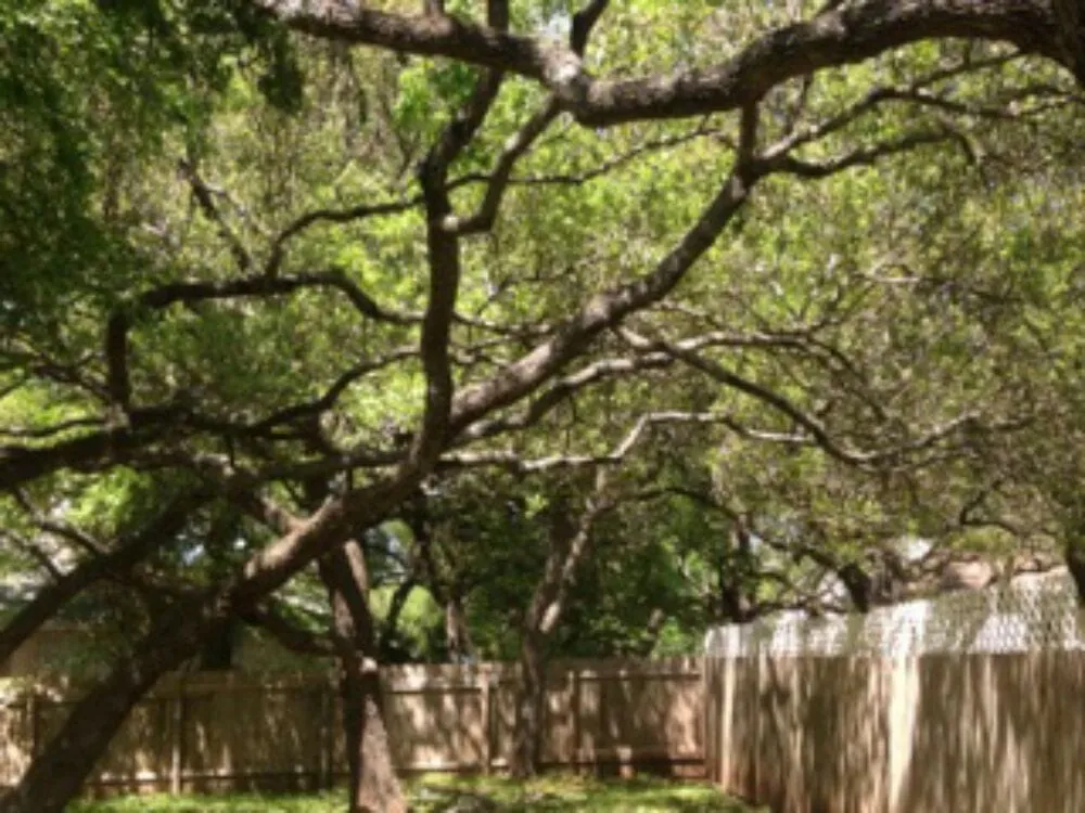 Professional lawn mowing service for outdoor upgrades in Leander, TX by Quality Tree and Lawn