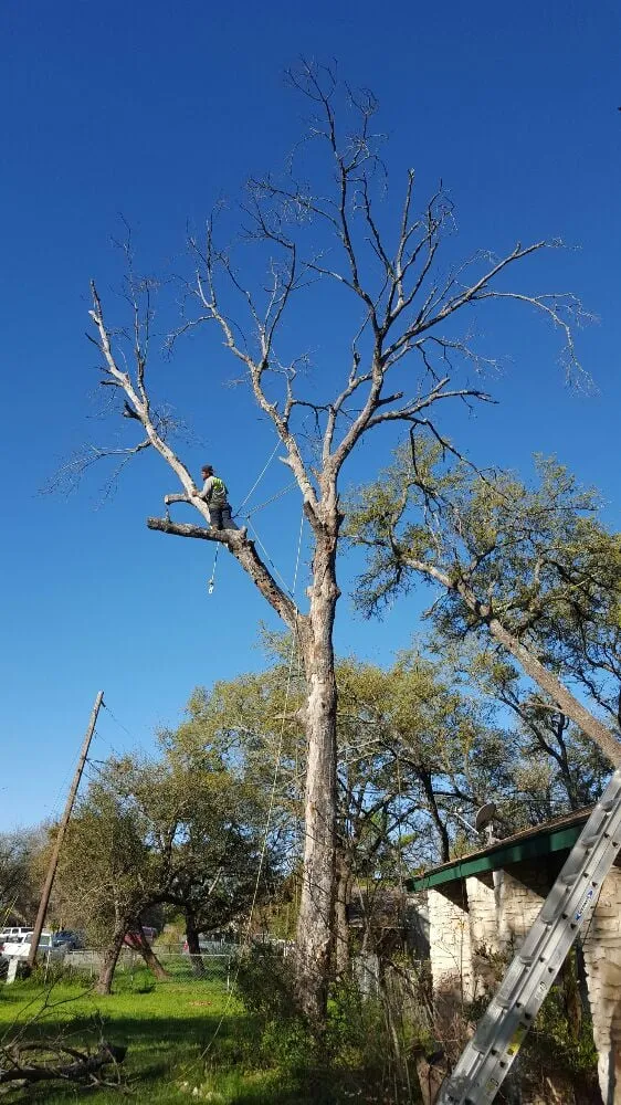 Professional lawn care service in Leander, TX by Quality Tree and Lawn