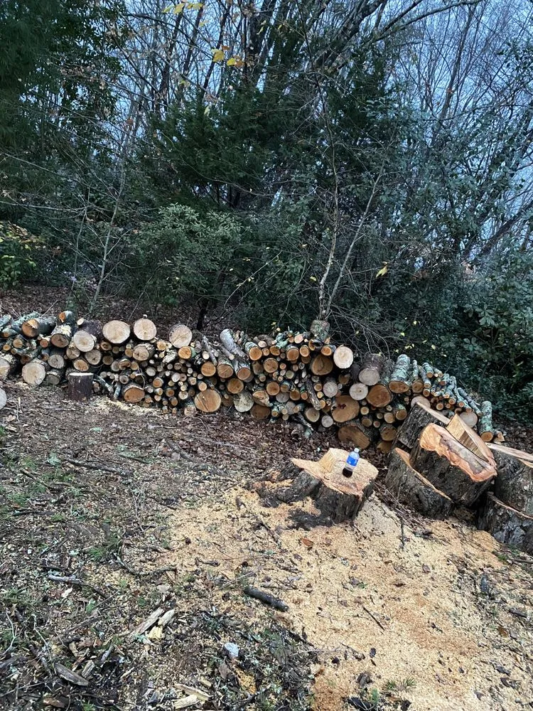 Professional yard cleanup service for beautiful yards across Thomasville, NC - Quality tree care