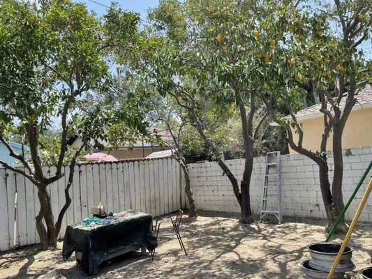 Quality Tree Care Logo