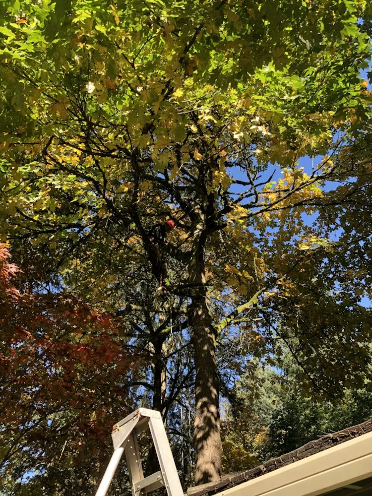 Custom lawn care service in Oregon City, OR - Quality Tree Service & Landscape Maintenance