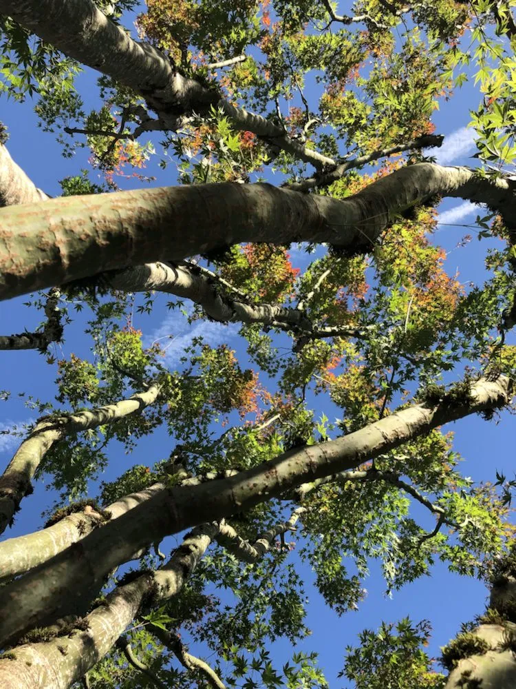 Top-rated landscape installation experts serving Oregon City, OR - Quality Tree Service & Landscape Maintenance