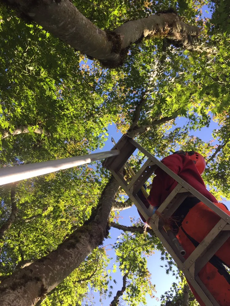 Expert landscape design for year-round maintenance in Oregon City, OR by Quality Tree Service & Landscape Maintenance