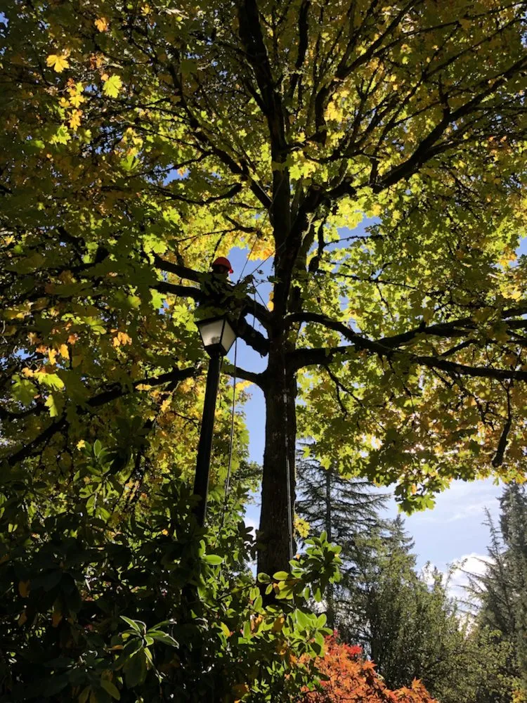 Professional lawn mowing service in Oregon City, OR by Quality Tree Service & Landscape Maintenance