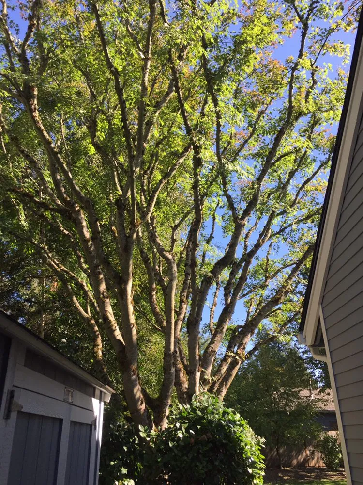 Custom landscape design experts serving Oregon City, OR - Quality Tree Service & Landscape Maintenance