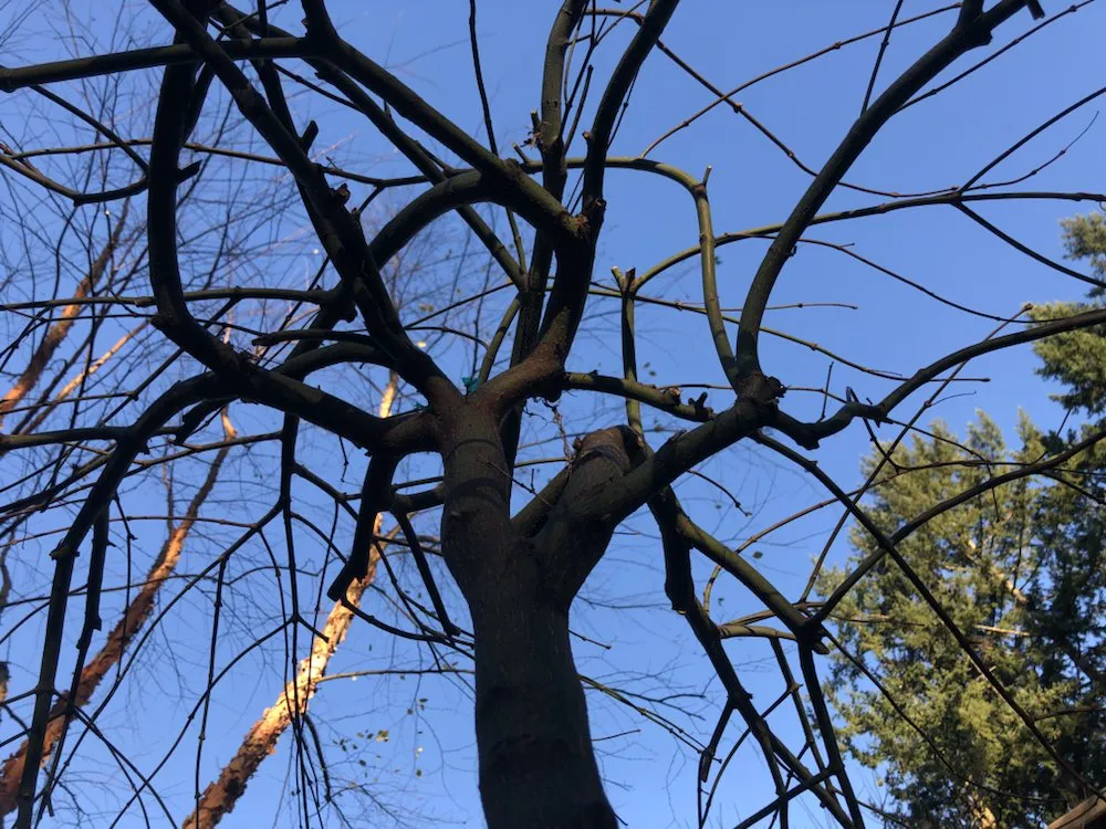 Local residential landscaping in Oregon City, OR by Quality Tree Service & Landscape Maintenance