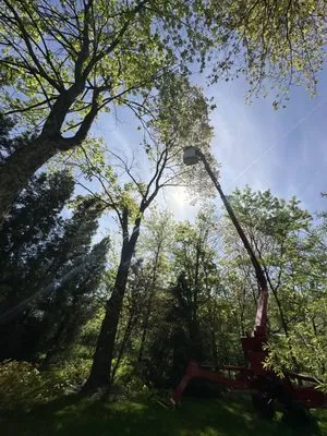 Quality Tree Service & Landscaping