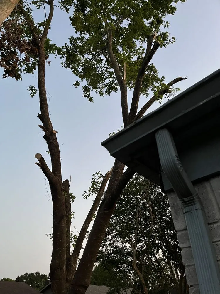 Reliable landscape installation in Houston, TX - Quality Tree Service and Landscaping