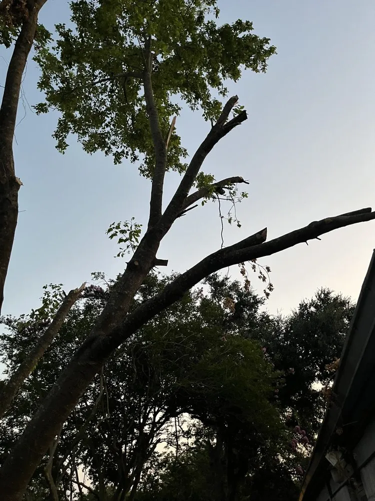 Trusted lawn mowing service in Houston, TX by Quality Tree Service and Landscaping