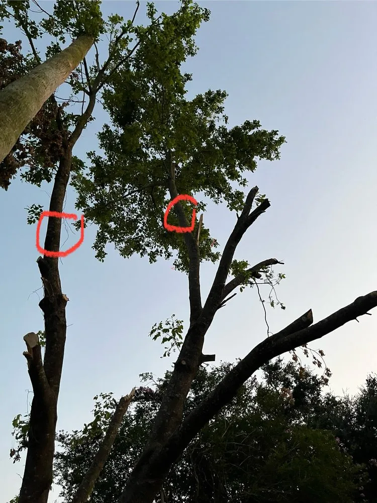 Reliable landscape installation with custom design in Houston, TX by Quality Tree Service and Landscaping