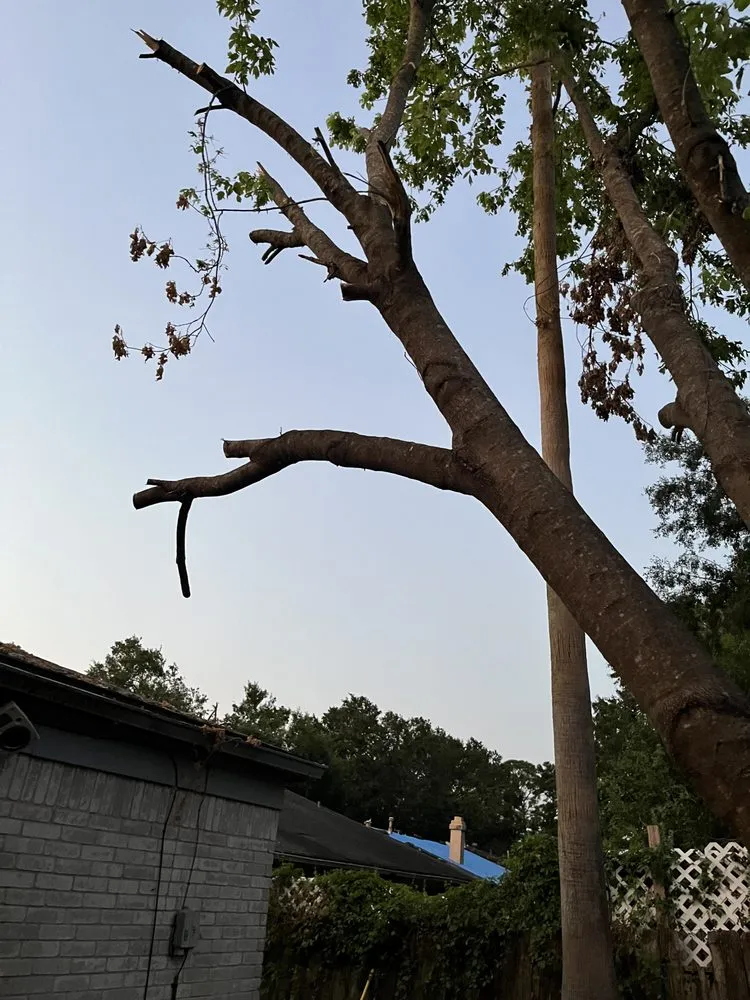 Professional yard maintenance in Houston, TX by Quality Tree Service and Landscaping