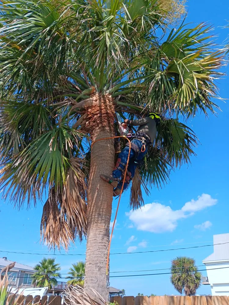 Local outdoor landscaping experts serving Houston, TX - Quality Tree Service and Landscaping