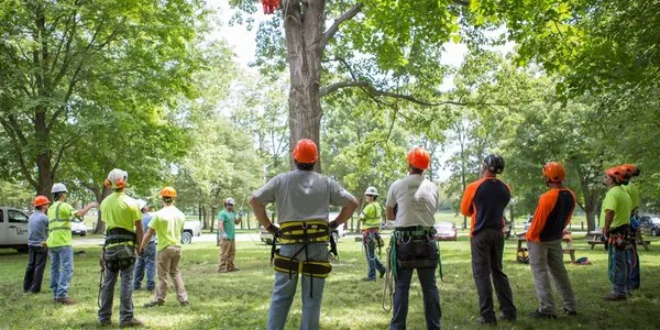 Quality Tree Service and Landscaping Logo