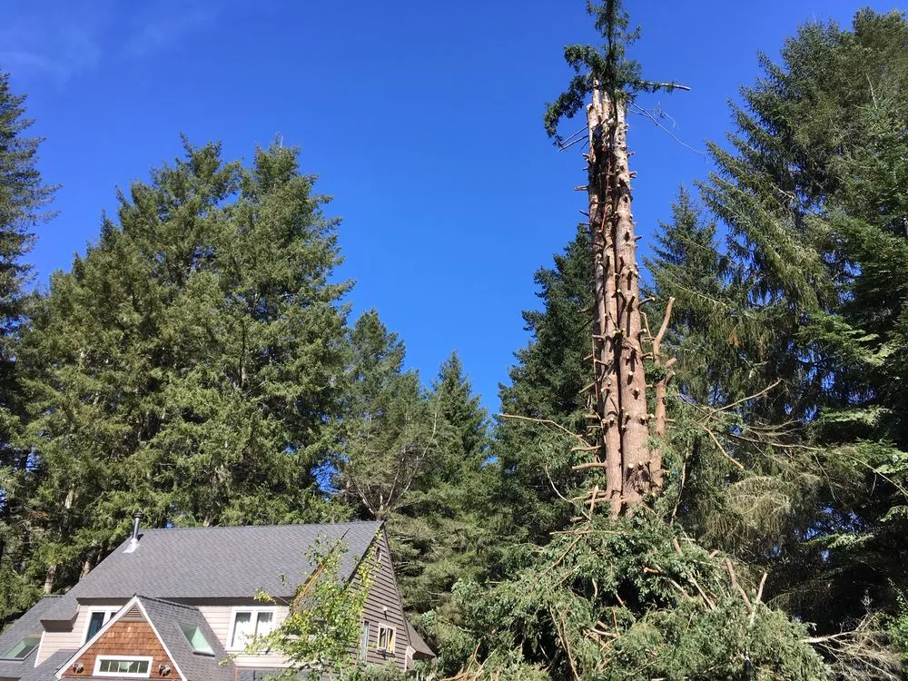 Affordable landscaping services experts serving McKinleyville, CA - Quality Tree Service