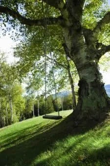 Affordable lawn care service experts serving Fort Worth, TX - Quality Tree Solutions