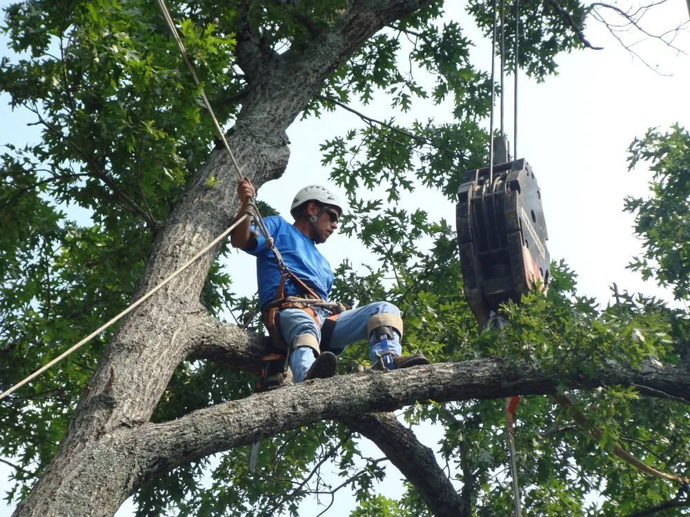 Custom landscaping services in Nashville, TN by Quality Tree Surgery